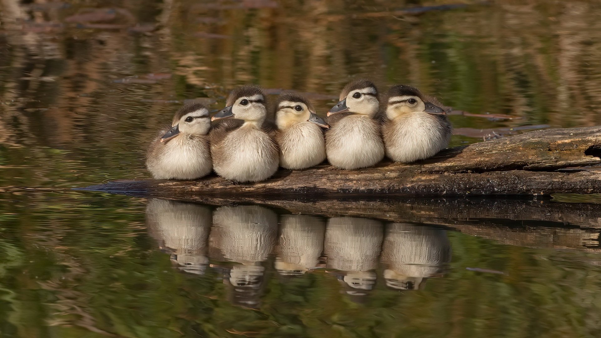 中国女排再度夺冠 连胜五场展现统治力,中国女排夺冠瞬间欢笑与泪水定格