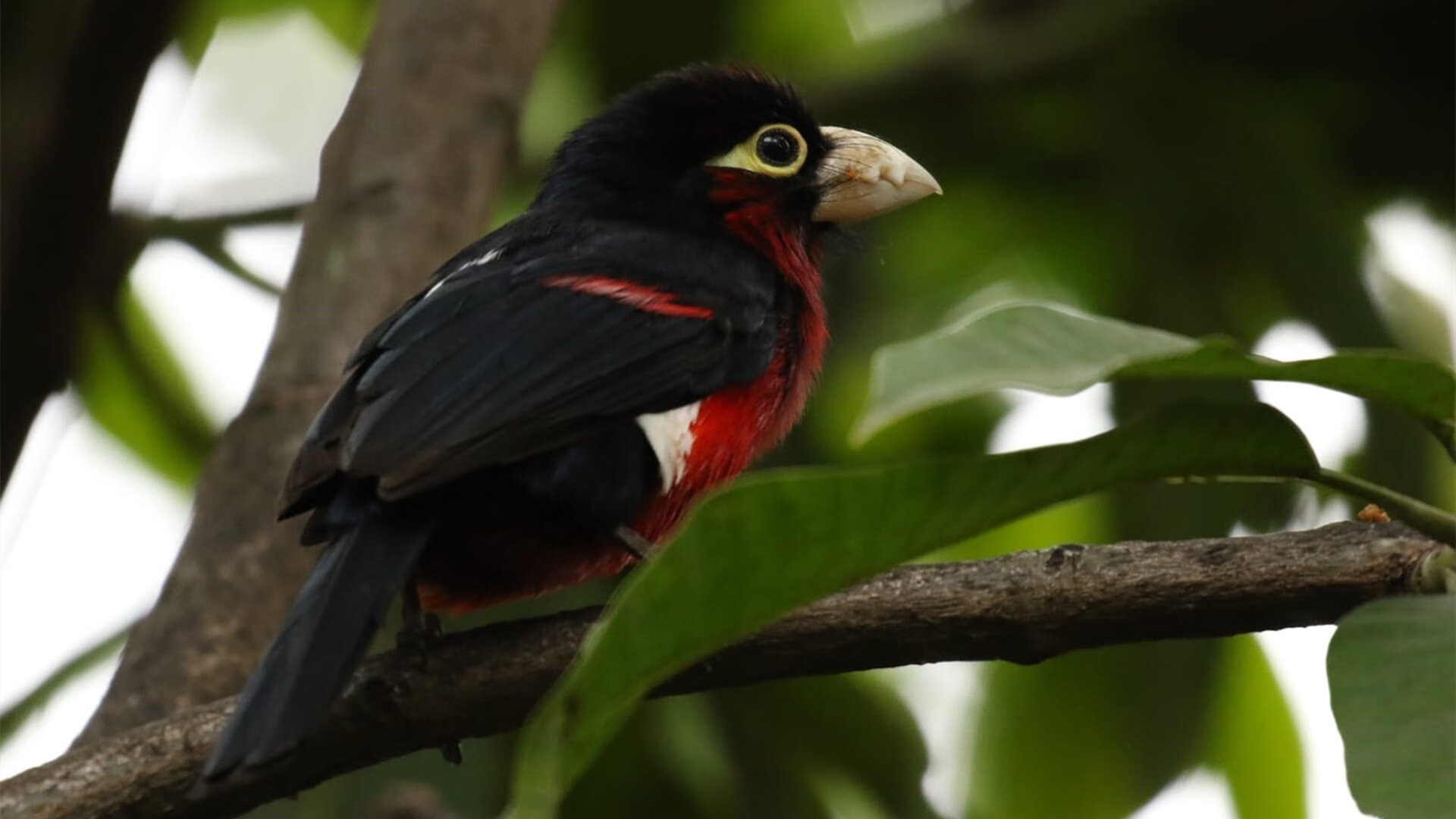 体育新闻中心主办体育短视频版权与收益机制论坛，体育短视频定义