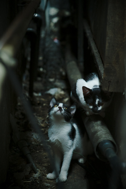 埃及队如何在2024年世界杯中冲击强队，埃及参加世界杯