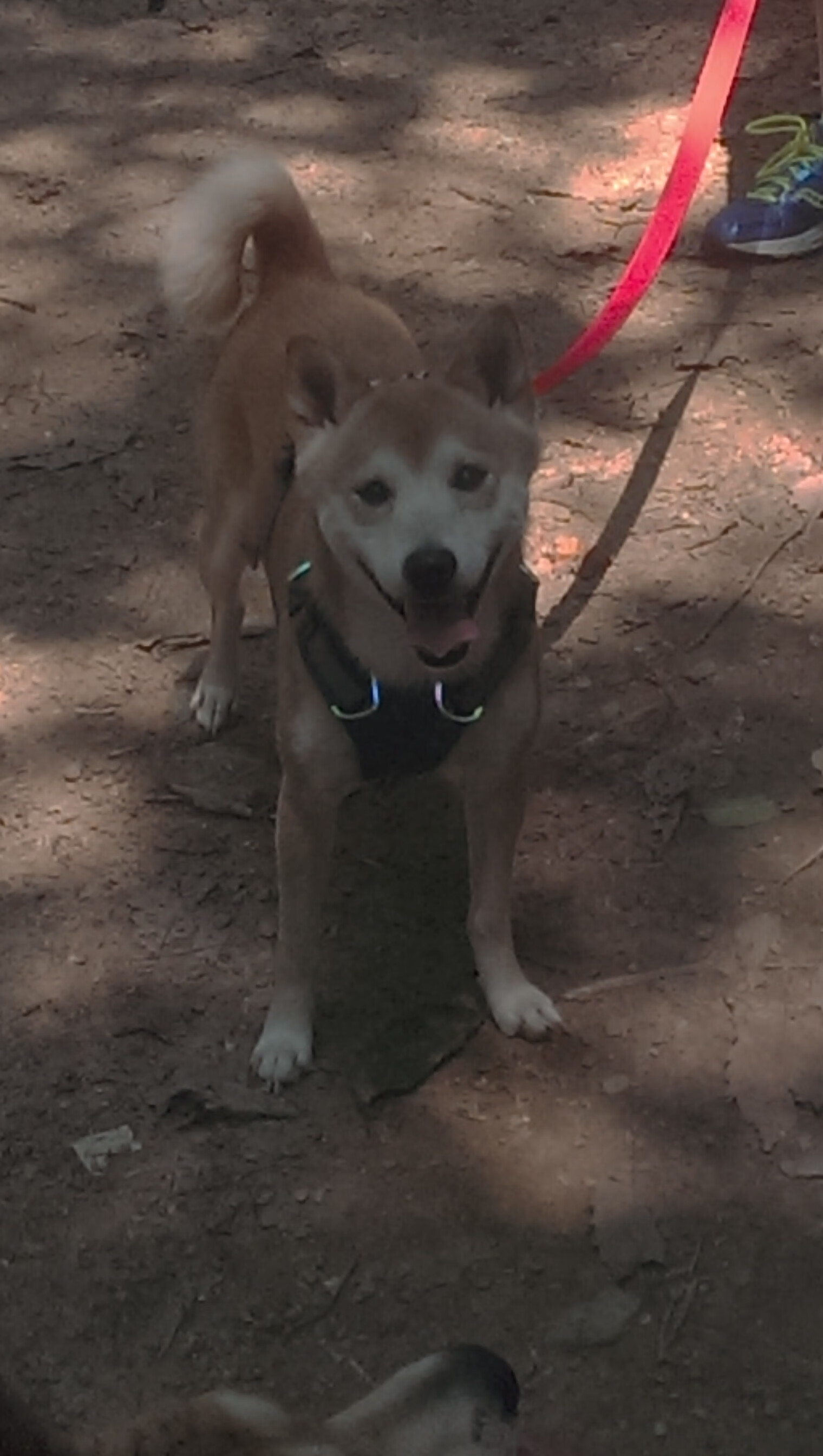 女子柔道国家队海外拉练提升实战能力，国家女子柔道队队名单