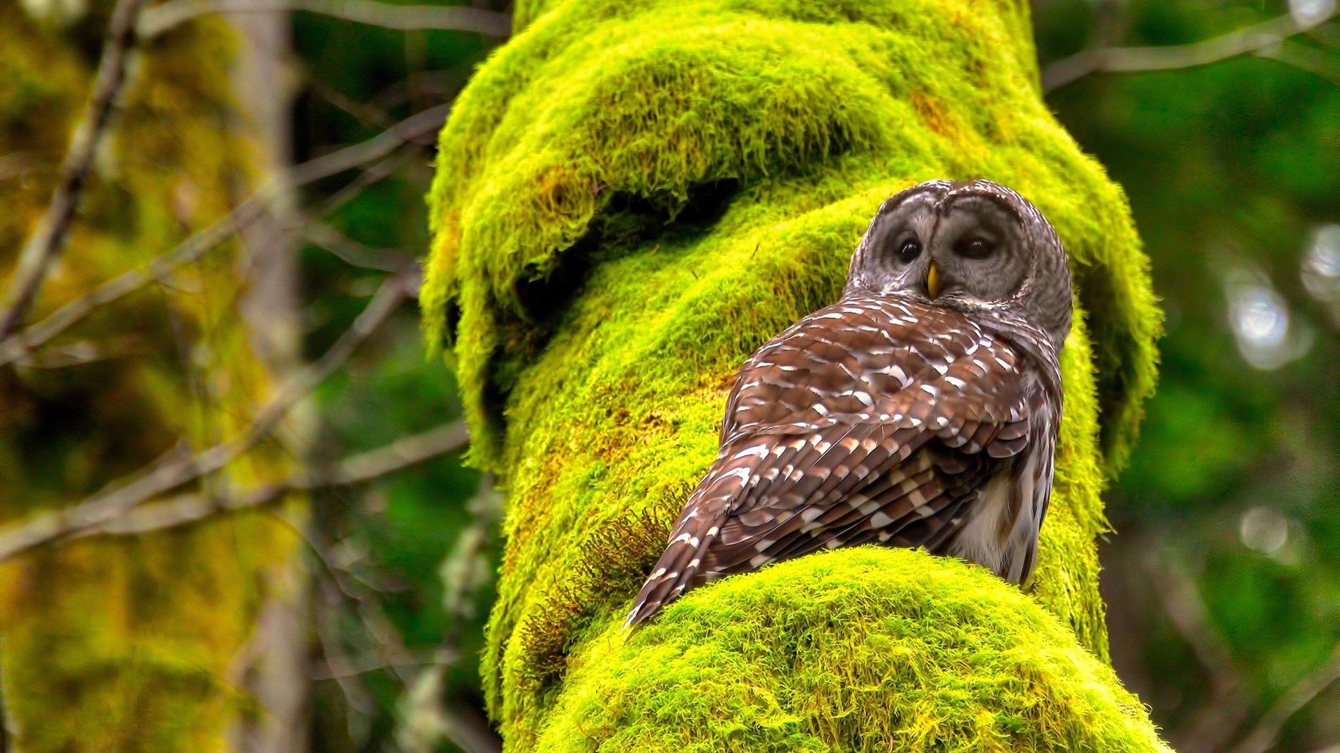职业球员训练内容是否针对实际比赛需求，职业球员的素养