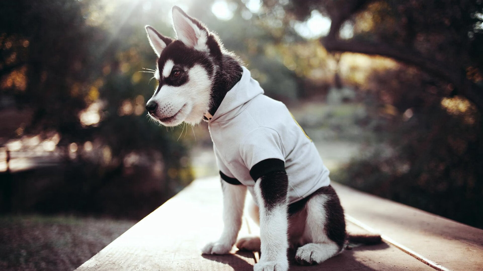 开云官网-门兴格拉德巴赫全队协同提升传导效率，门兴格拉德巴赫主力门将