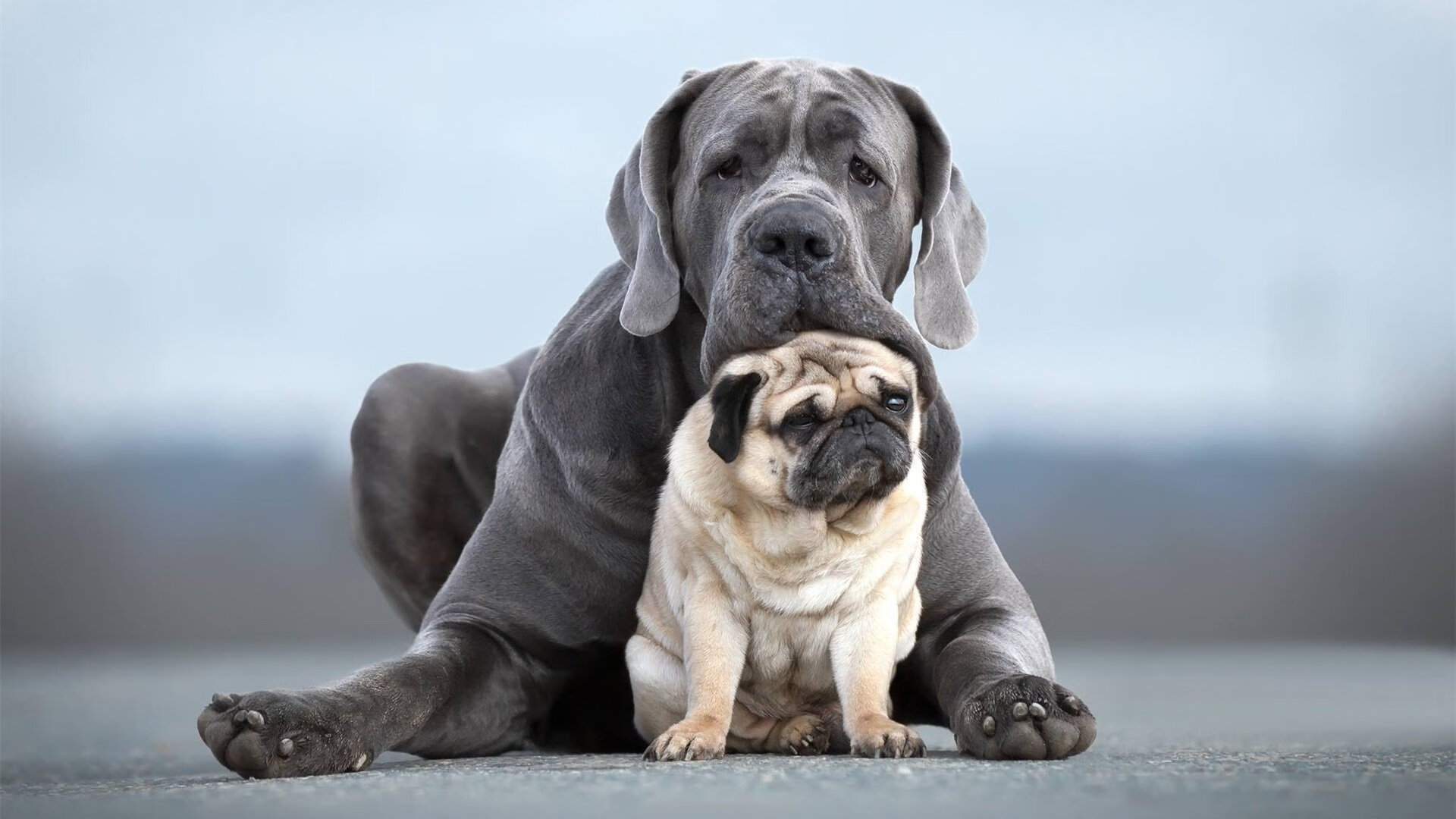 开云网页版-中国篮球发展论坛在京召开聚焦青训与职业体系，中国篮球发展联盟比赛直播