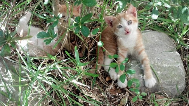 伊朗男篮在亚洲预赛中奋勇冲刺，皇牌奥运座位争夺激烈，伊朗男篮亚洲杯预选赛