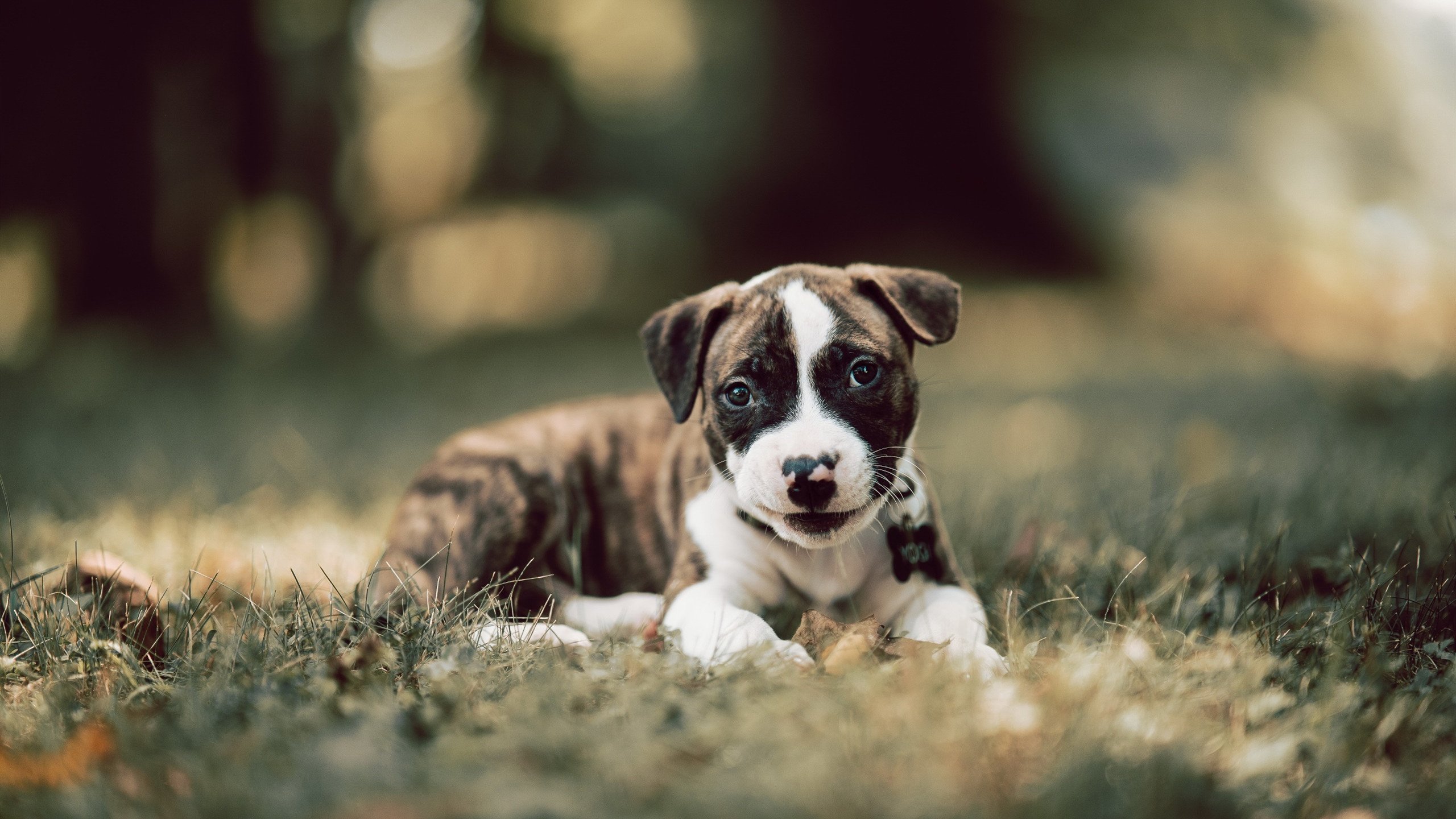 开云·体育官网APP下载-各地足球科普教育走入校园，培养青少年体育意识，全国青少年校园足球教学指南(试行)