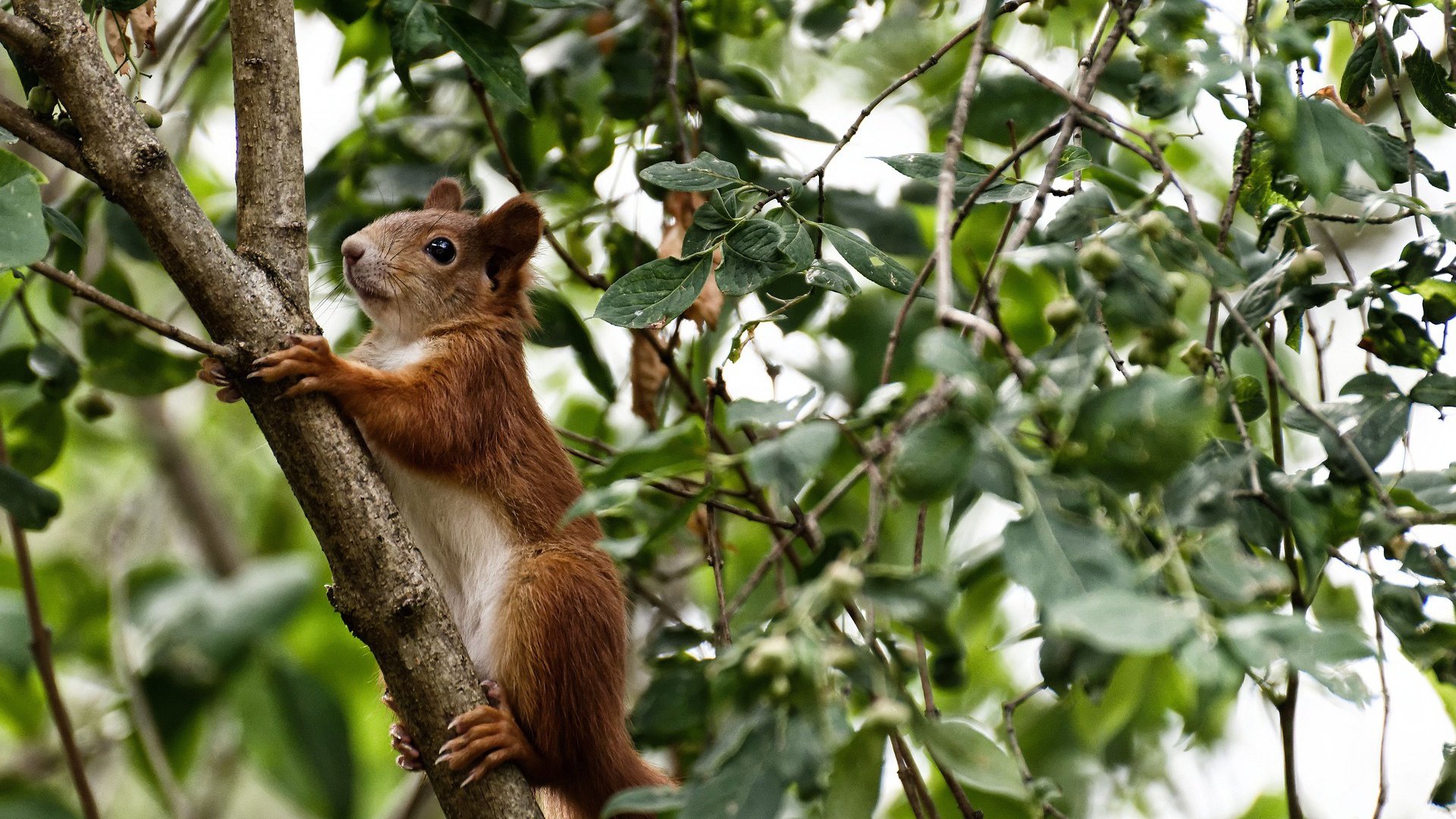 混合泳比赛比利时表现均衡，混合泳比赛视频中国夺冠