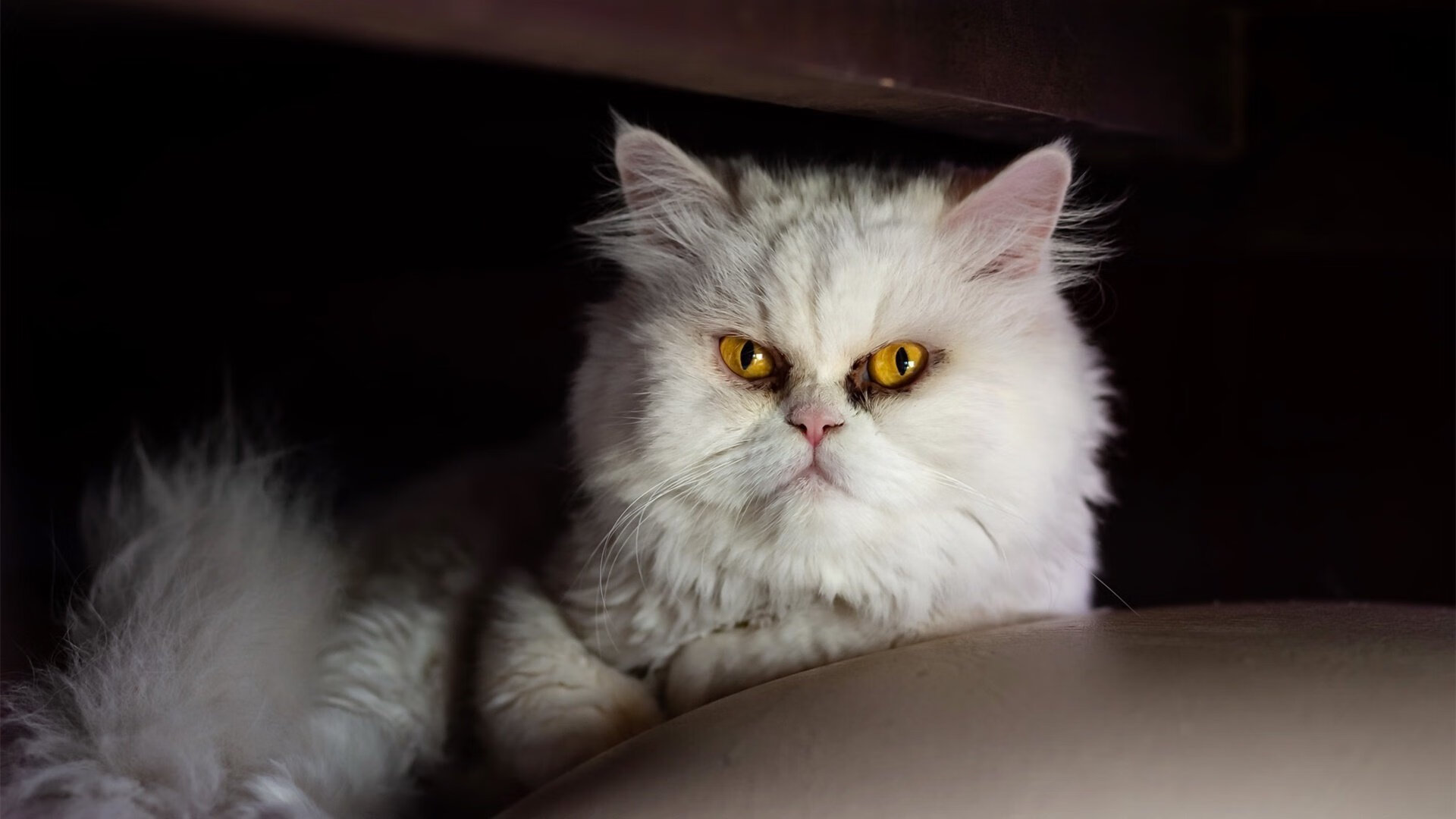 开云体育官方网入口-职业球员退役转型趋势明显体育产业吸纳人才扩大，职业球员退役后有工资吗