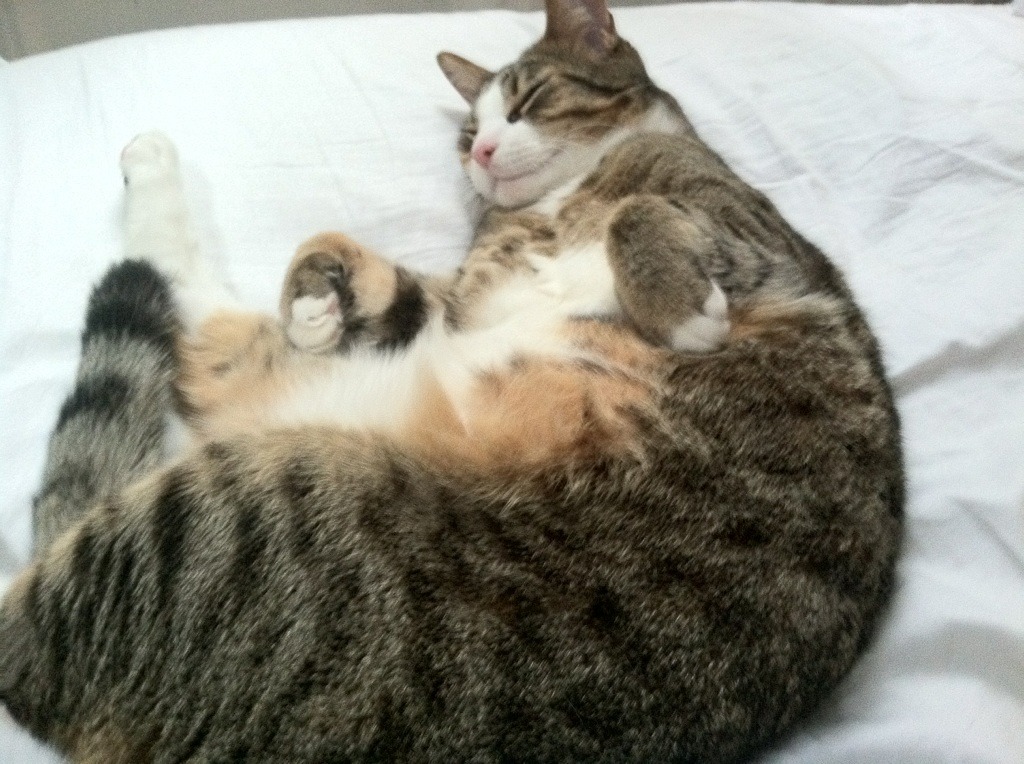 西蒙·切拉苏奥洛决赛刷新个人最佳，切兰·西蒙斯