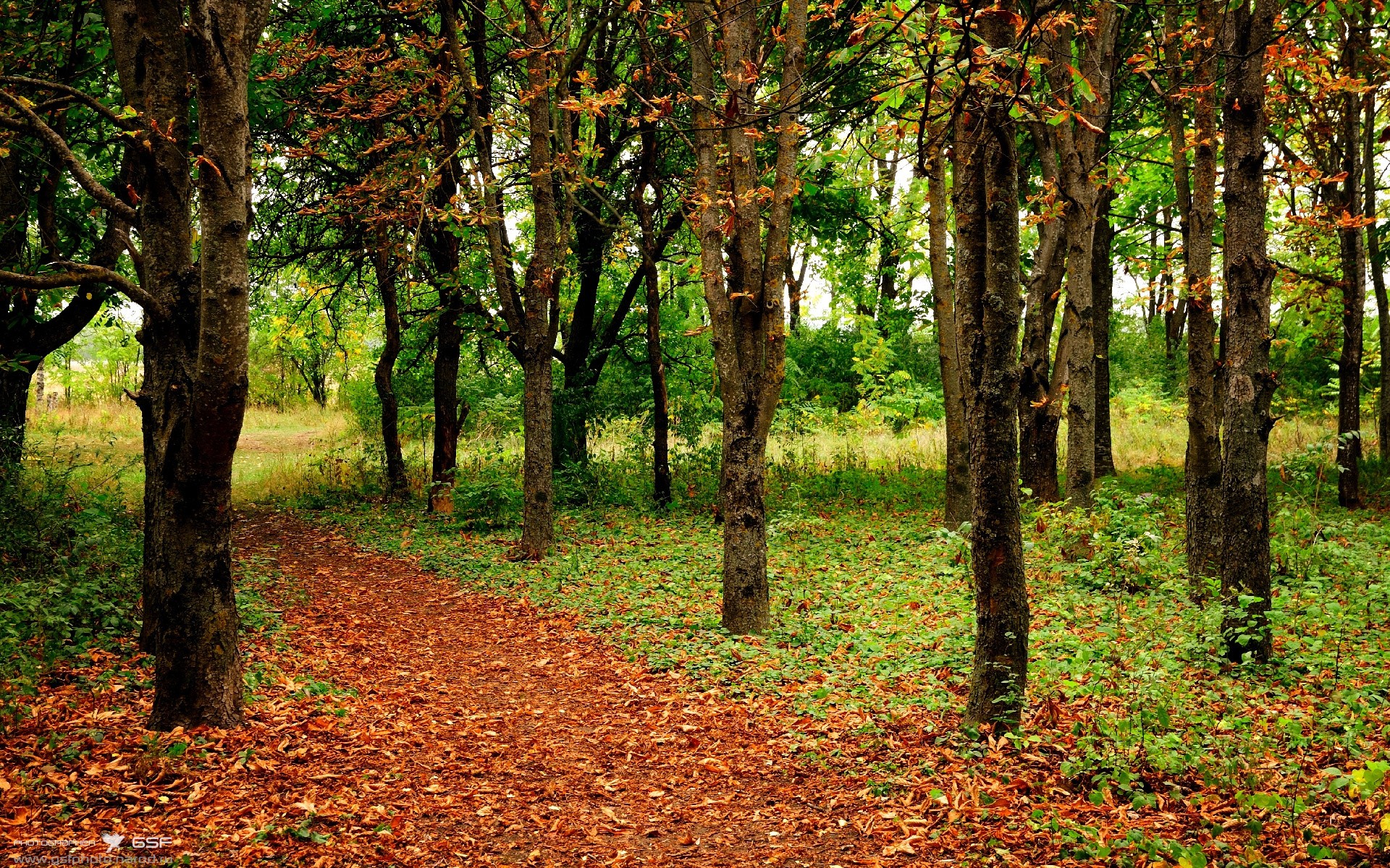 开云·体育全站登录地址-黄蜂外线命中率提升主场迎来久违胜利，黄蜂nerf